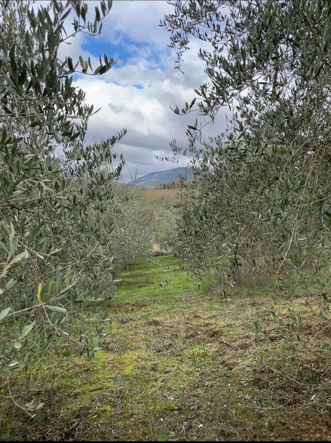 Cenere