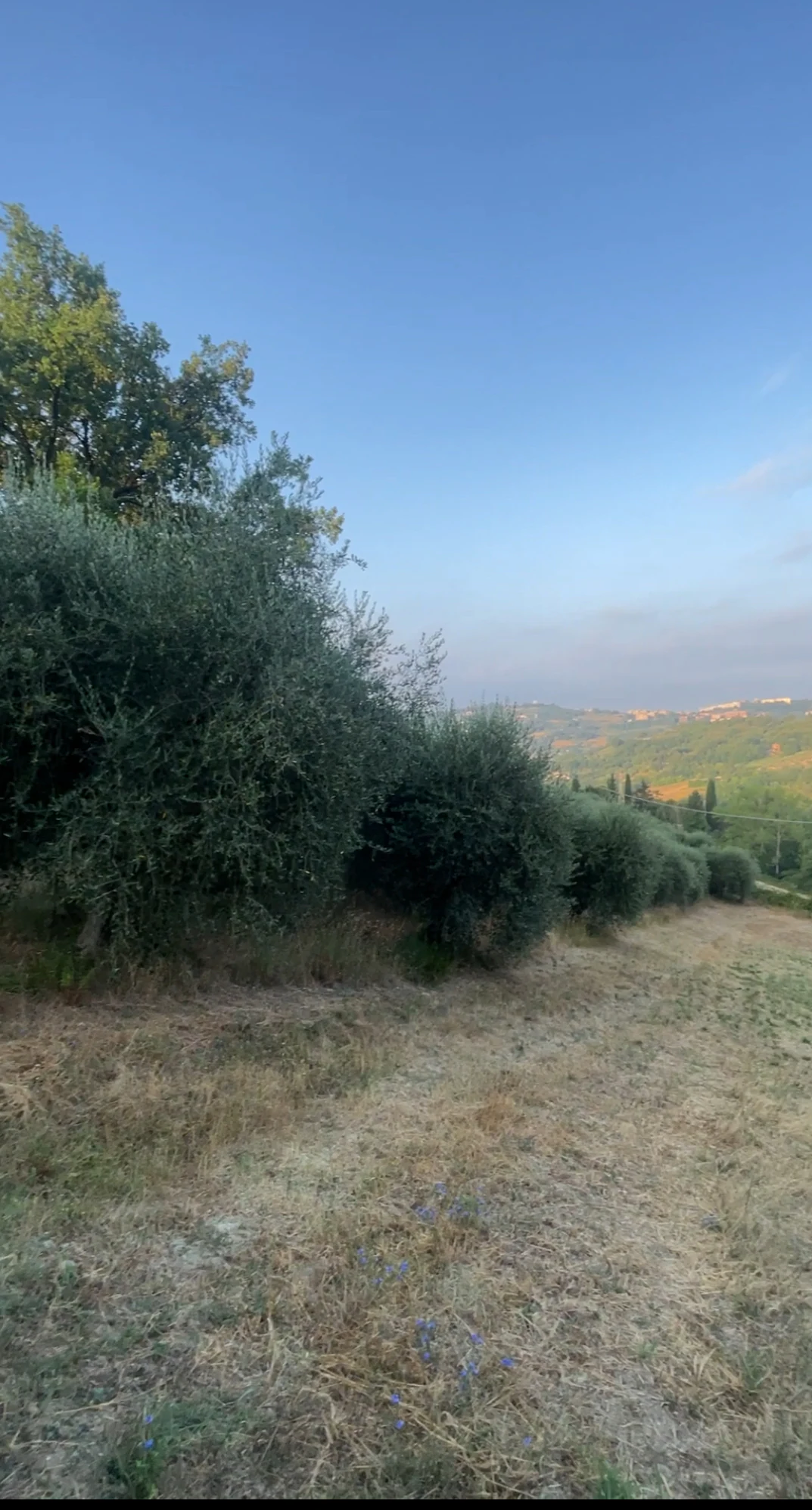 San Feliciano