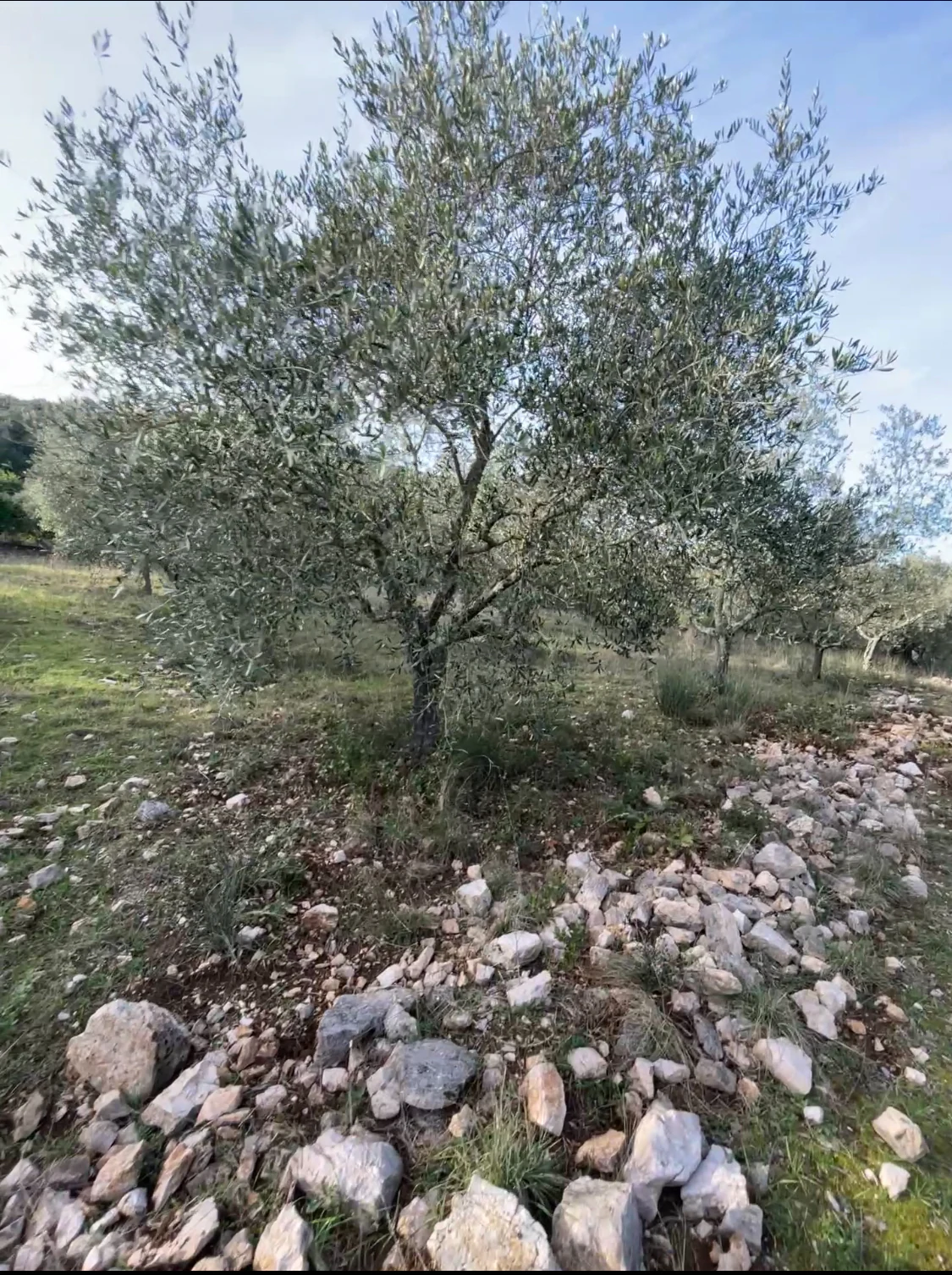 Graziella
