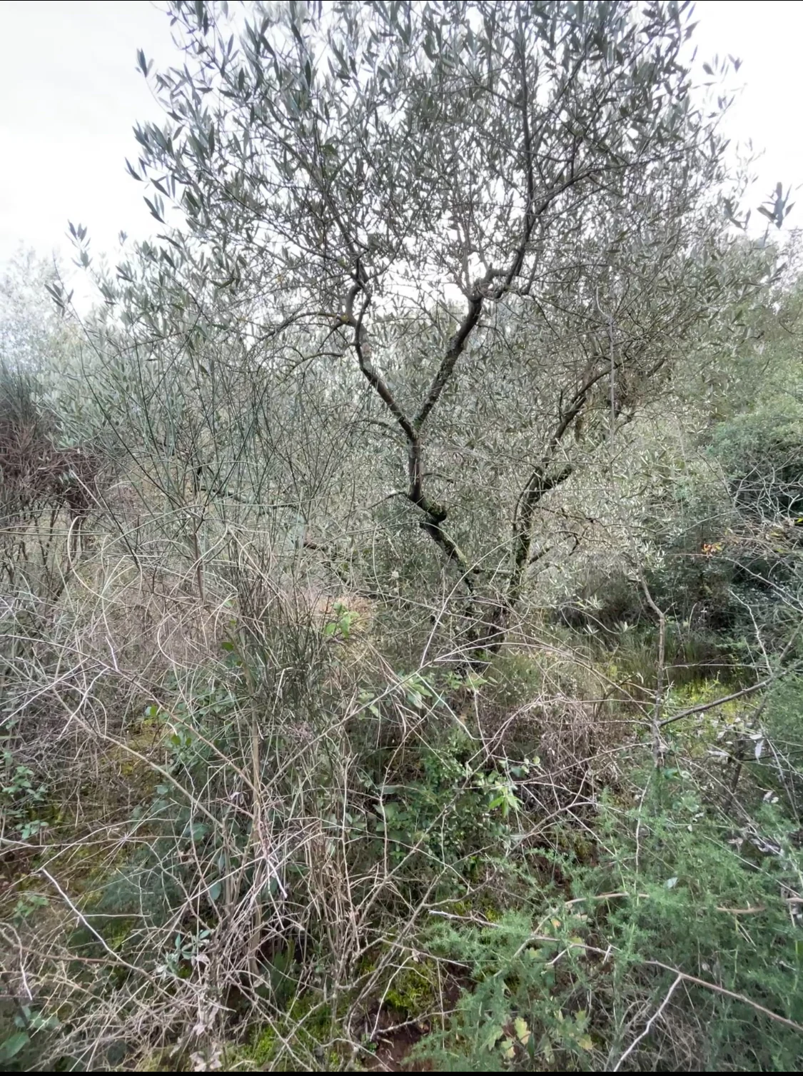 Graziella
