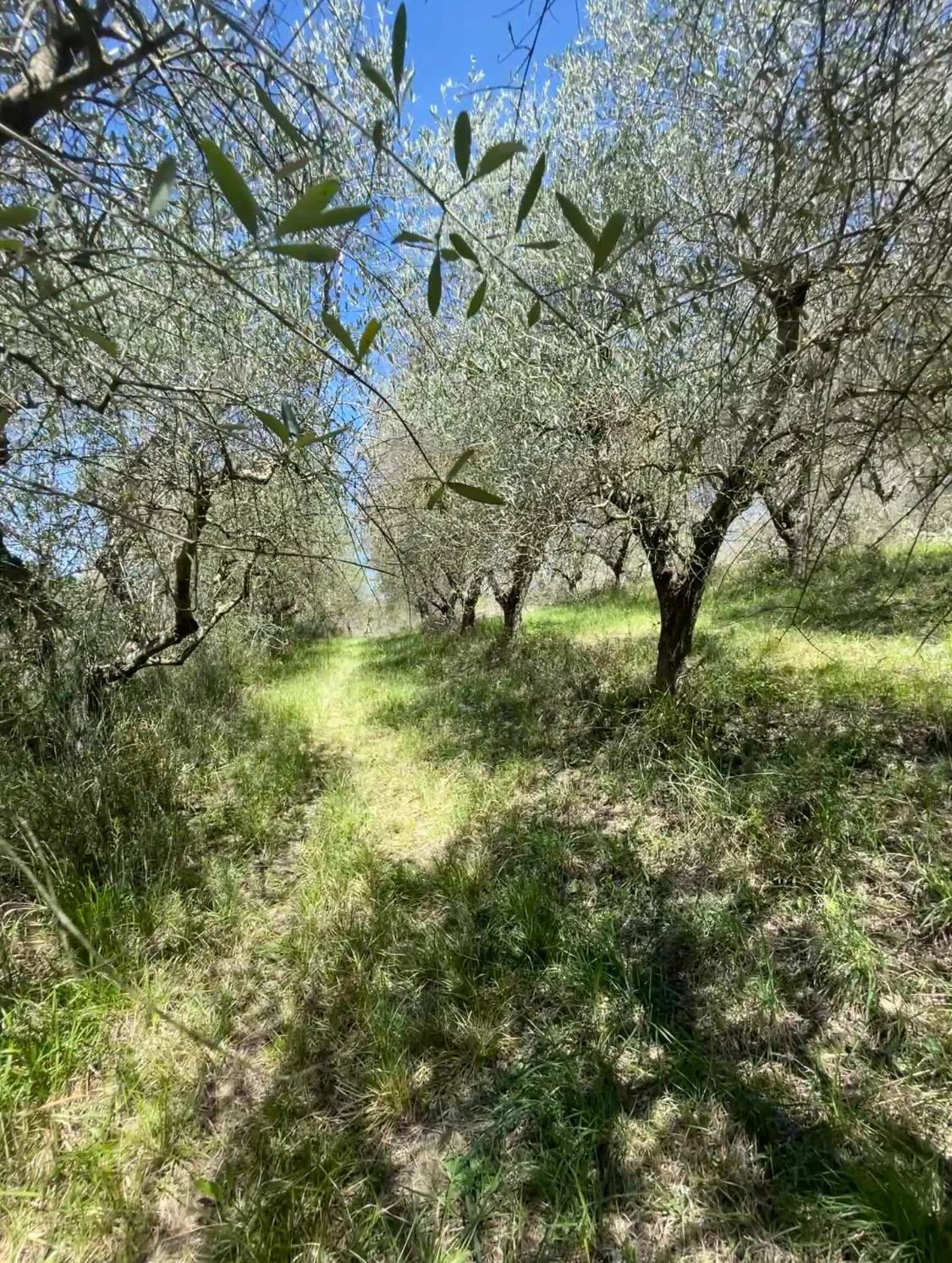Il Frantoiano